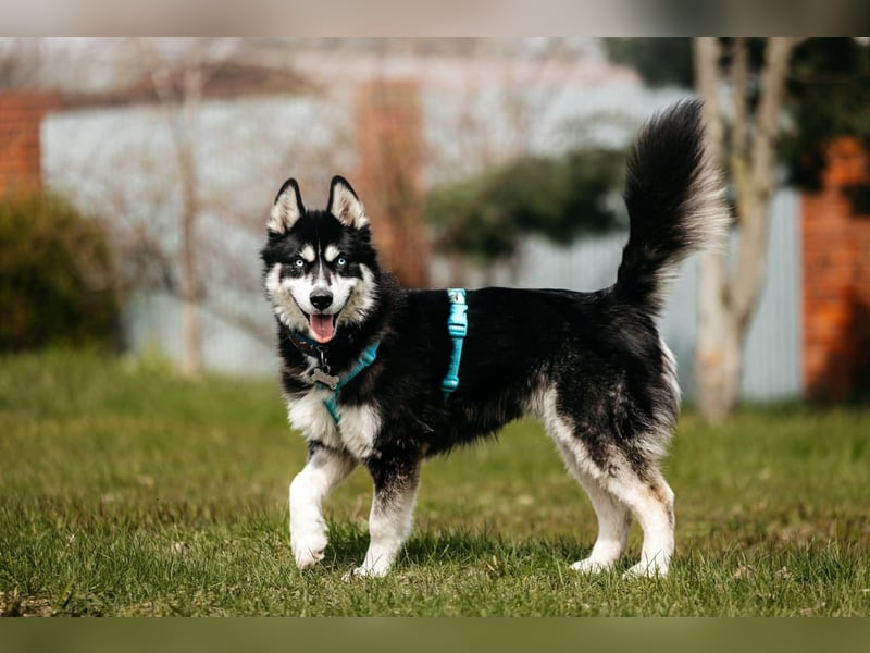 Freundlicher Tyson sucht sein Zuhause