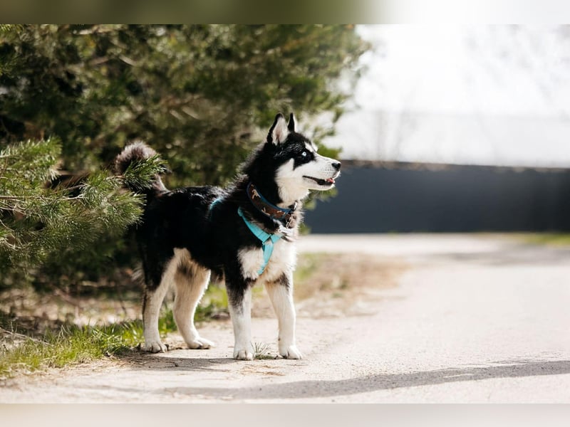 Freundlicher Tyson sucht sein Zuhause