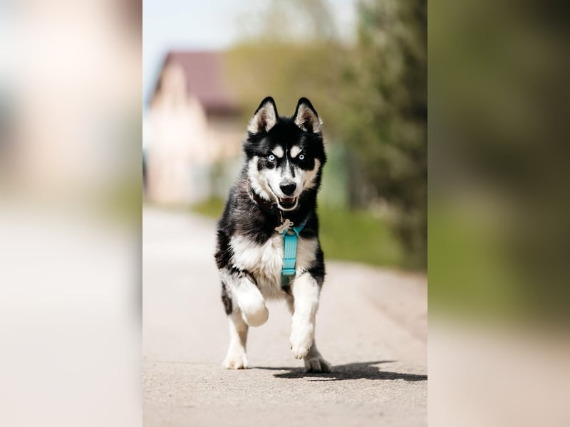 Freundlicher Tyson sucht sein Zuhause
