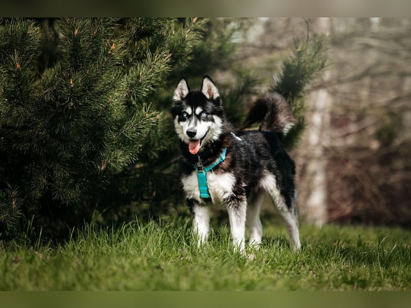 Freundlicher Tyson sucht sein Zuhause