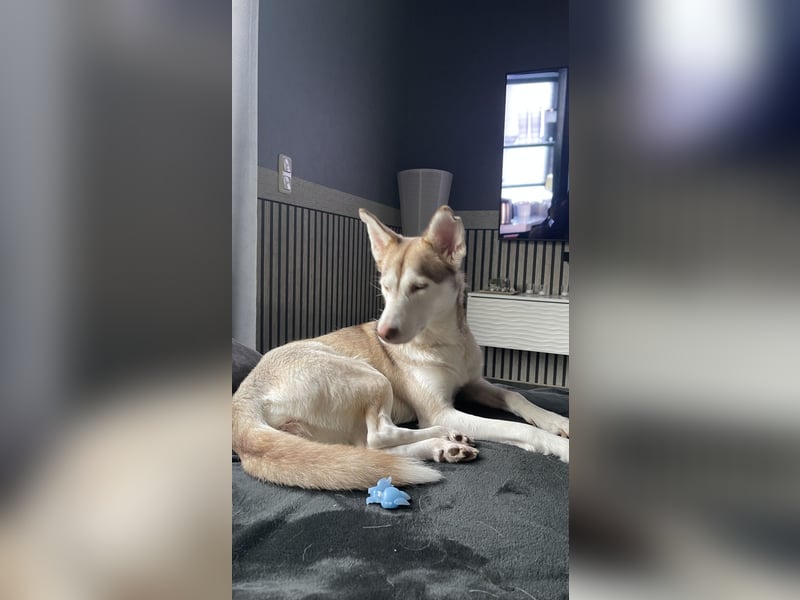 Schweren Herzens suchen unsere beiden Husky-Mädels Sky & Fee ein liebevolles Zuhause