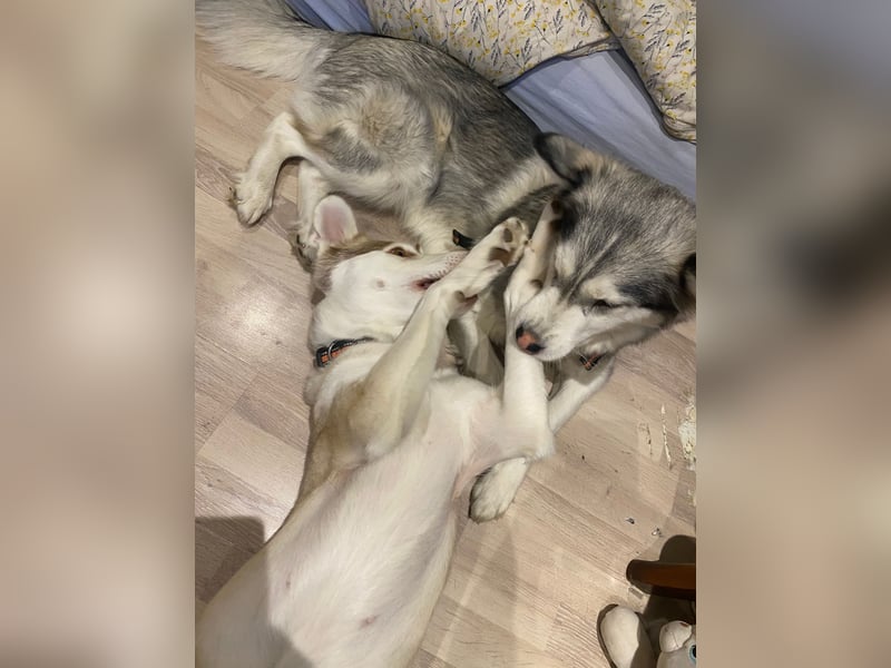 Schweren Herzens suchen unsere beiden Husky-Mädels Sky & Fee ein liebevolles Zuhause