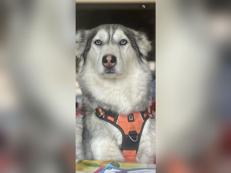 Schweren Herzens suchen unsere beiden Husky-Mädels Sky & Fee ein liebevolles Zuhause
