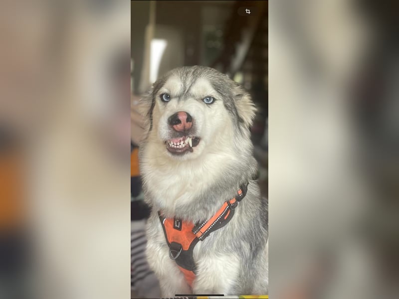 Schweren Herzens suchen unsere beiden Husky-Mädels Sky & Fee ein liebevolles Zuhause