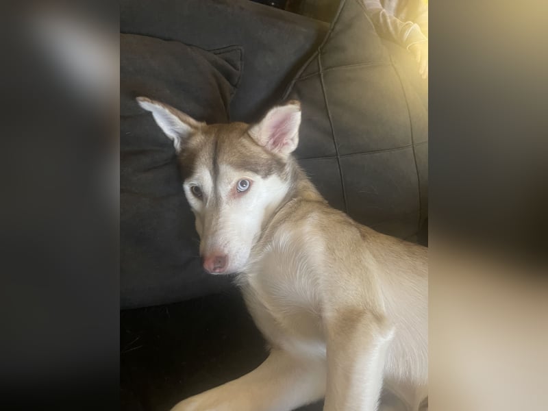 Schweren Herzens suchen unsere beiden Husky-Mädels Sky & Fee ein liebevolles Zuhause