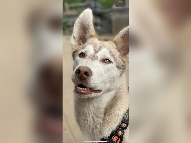 Schweren Herzens suchen unsere beiden Husky-Mädels Sky & Fee ein liebevolles Zuhause