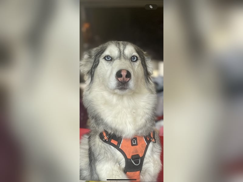 Schweren Herzens suchen unsere beiden Husky-Mädels Sky & Fee ein liebevolles Zuhause
