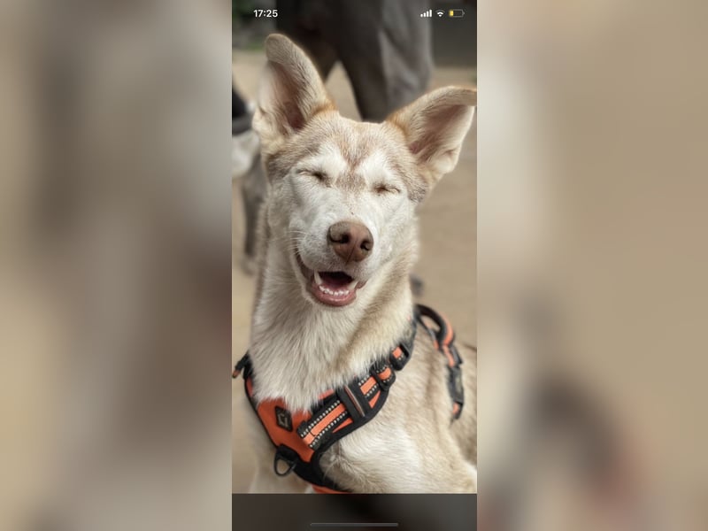 Schweren Herzens suchen unsere beiden Husky-Mädels Sky & Fee ein liebevolles Zuhause