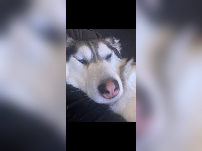 Schweren Herzens suchen unsere beiden Husky-Mädels Sky & Fee ein liebevolles Zuhause