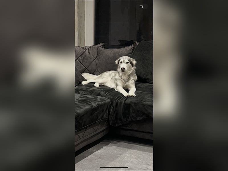 Schweren Herzens suchen unsere beiden Husky-Mädels Sky & Fee ein liebevolles Zuhause