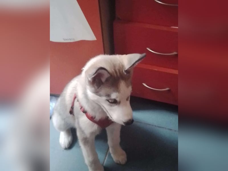 BELLA - aktives Mädchen sucht ihre Menschen *reserviert*