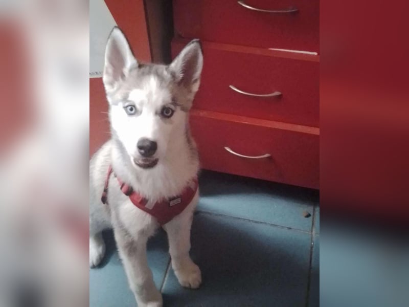 BELLA - aktives Mädchen sucht ihre Menschen *reserviert*