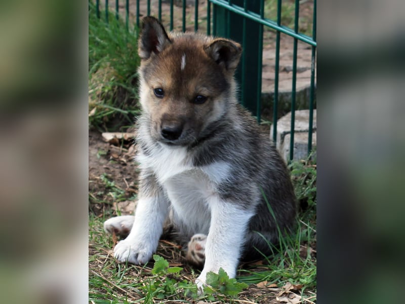 Siberian Husky aus VDH/DCNH Zucht mit FCI Papieren