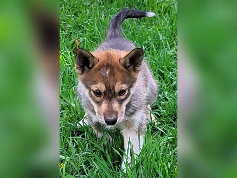 Siberian Husky aus VDH/DCNH Zucht mit FCI Papieren