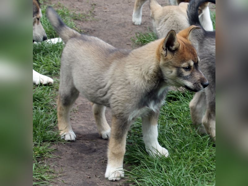 Siberian Husky aus VDH/DCNH Zucht mit FCI Papieren