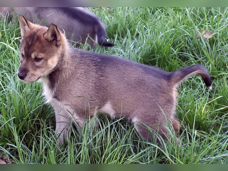 Siberian Husky aus VDH/DCNH Zucht mit FCI Papieren