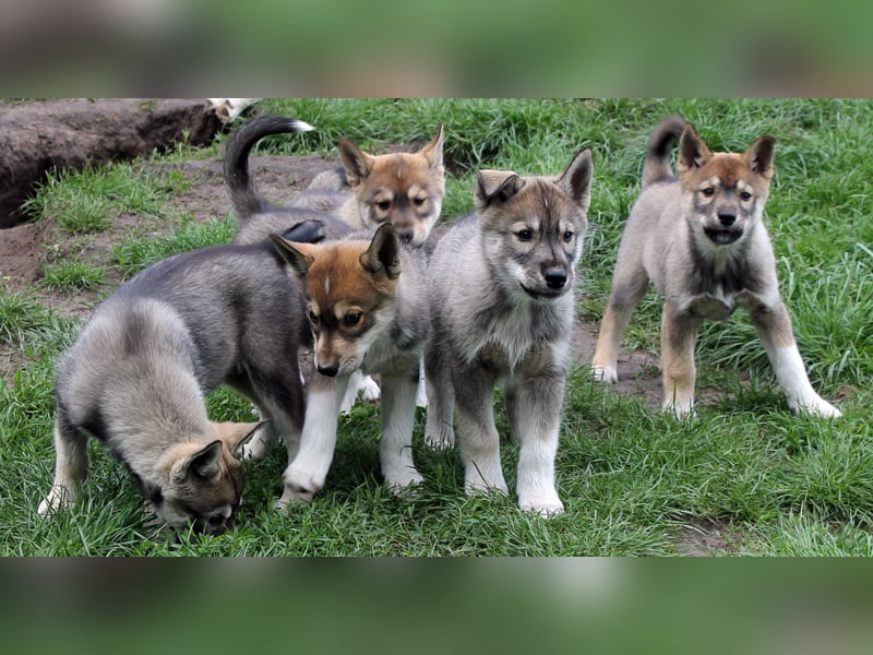 Siberian Husky aus VDH/DCNH Zucht mit FCI Papieren
