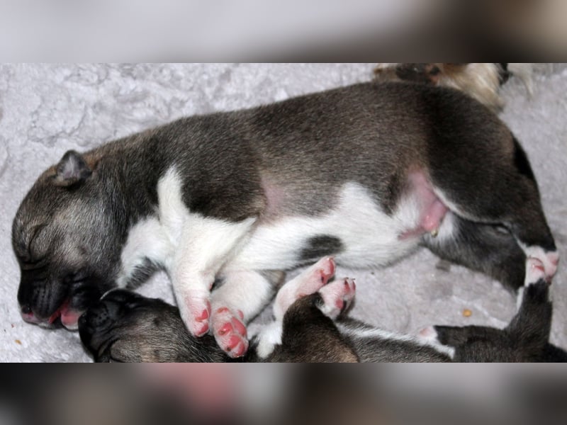 Siberian Husky aus VDH/DCNH Zucht mit FCI Papieren