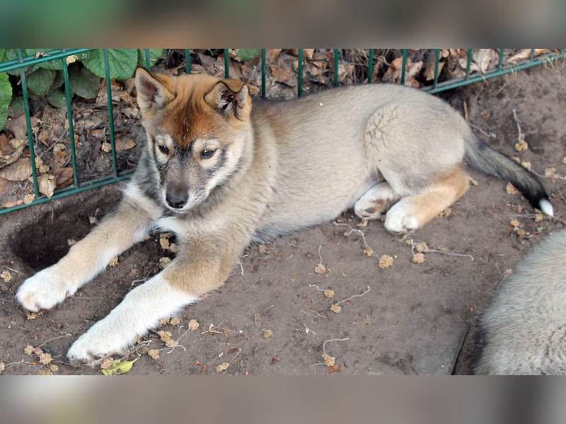 Siberian Husky aus VDH/DCNH Zucht mit FCI Papieren