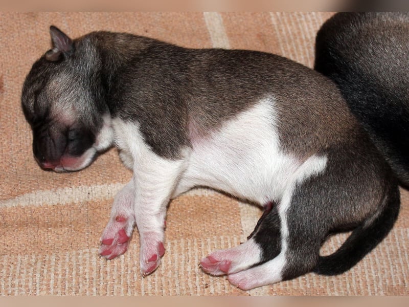 Siberian Husky aus VDH/DCNH Zucht mit FCI Papieren