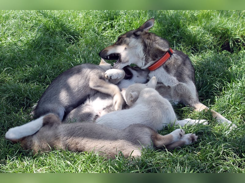 Siberian Husky aus VDH/DCNH Zucht mit FCI Papieren