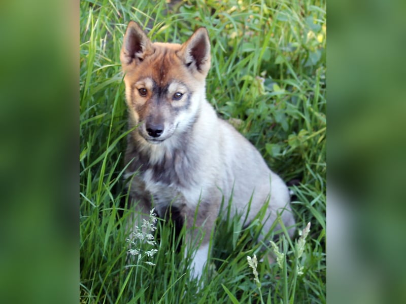 Siberian Husky aus VDH/DCNH Zucht mit FCI Papieren