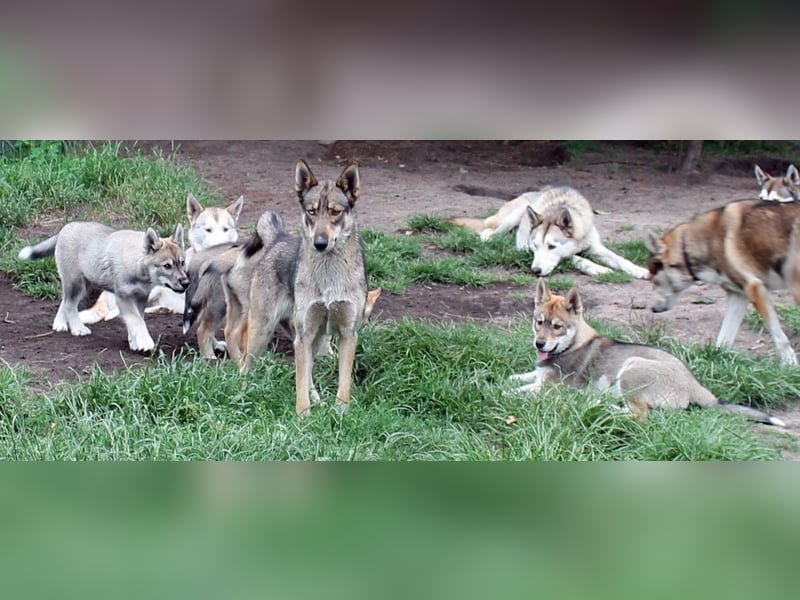 Siberian Husky aus VDH/DCNH Zucht mit FCI Papieren