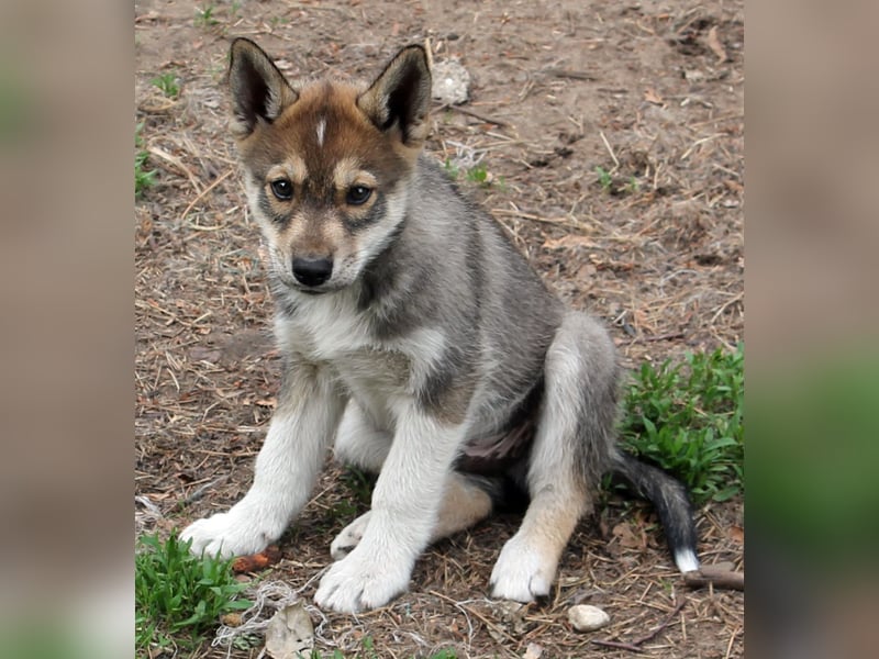 Siberian Husky aus VDH/DCNH Zucht mit FCI Papieren