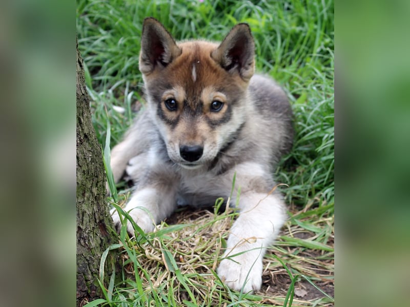 Siberian Husky aus VDH/DCNH Zucht mit FCI Papieren