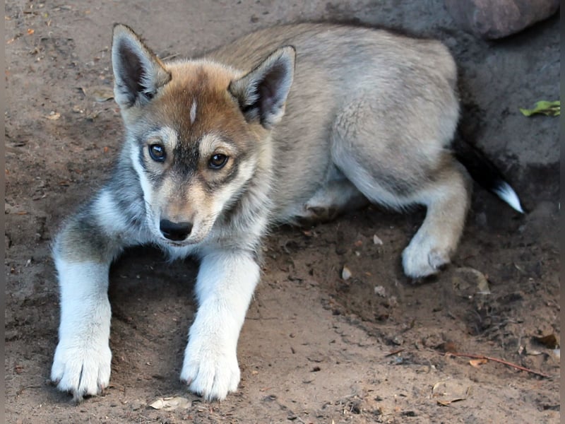 Siberian Husky aus VDH/DCNH Zucht mit FCI Papieren
