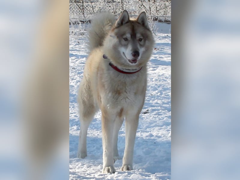Siberian Husky aus VDH/DCNH Zucht mit FCI Papieren