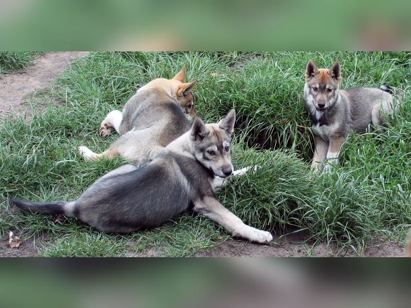 Siberian Husky aus VDH/DCNH Zucht mit FCI Papieren