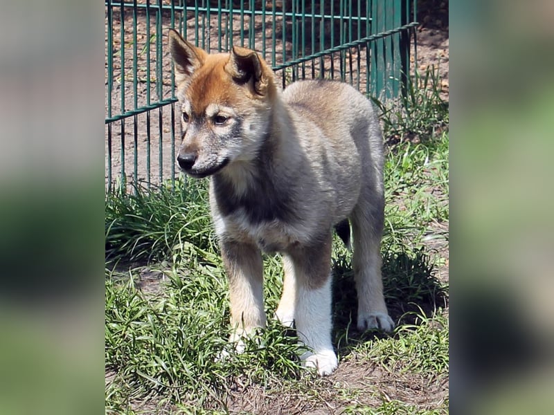 Siberian Husky aus VDH/DCNH Zucht mit FCI Papieren