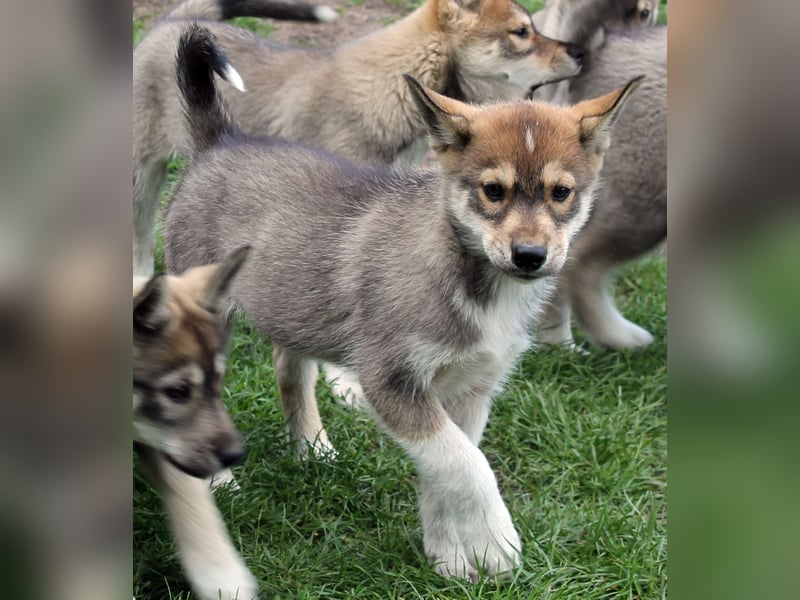 Siberian Husky aus VDH/DCNH Zucht mit FCI Papieren