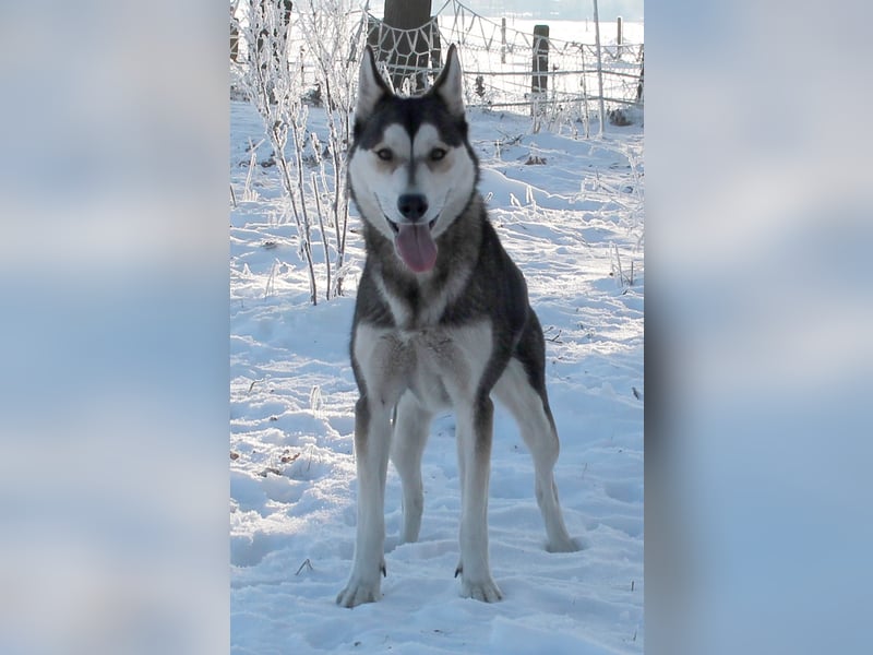 Siberian Husky aus VDH/DCNH Zucht mit FCI Papieren