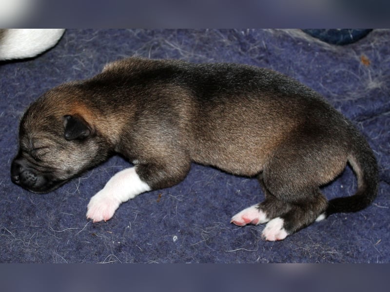 Siberian Husky aus VDH/DCNH Zucht mit FCI Papieren