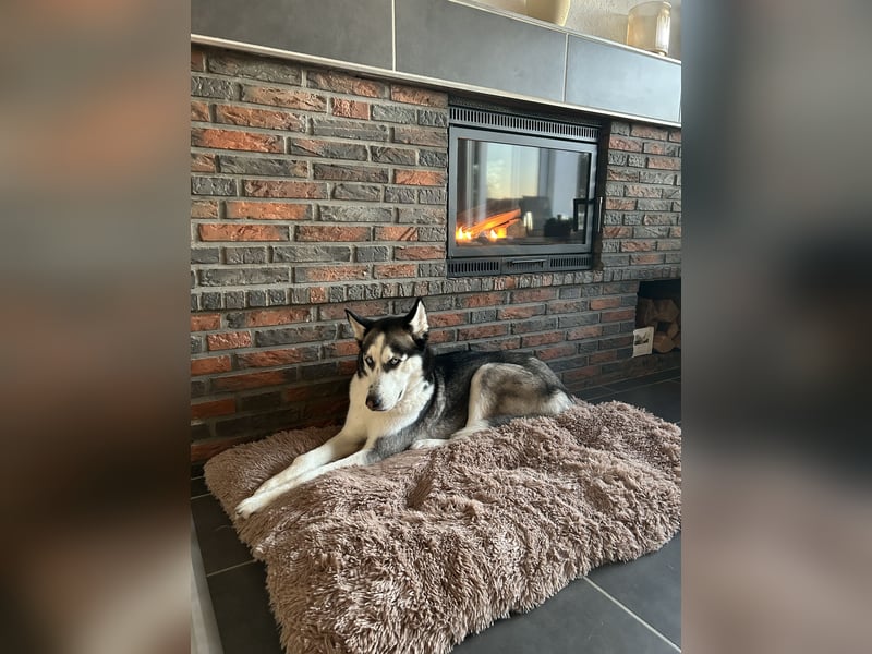 Sibirische Husky sucht Zuhause
