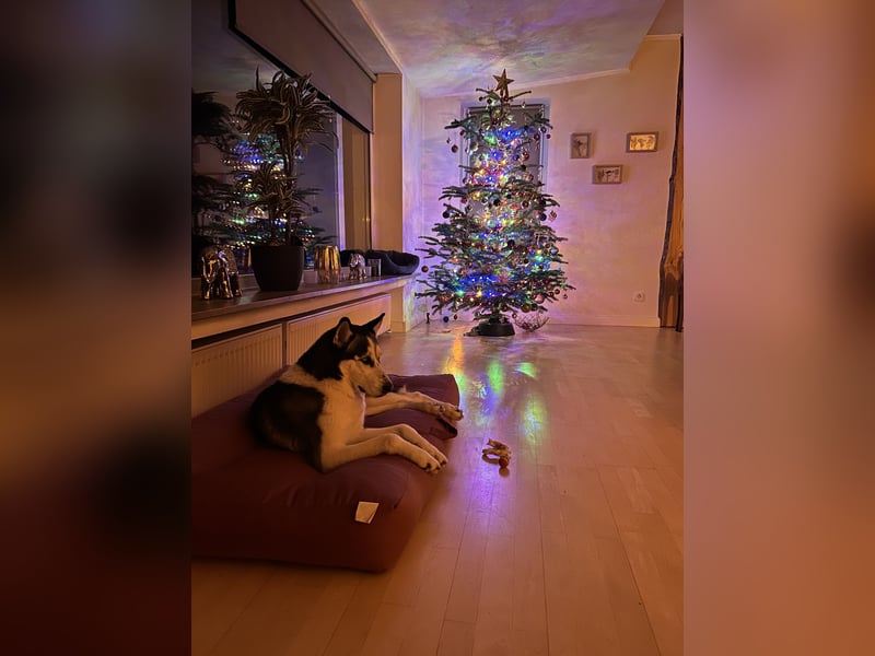 Sibirische Husky sucht Zuhause