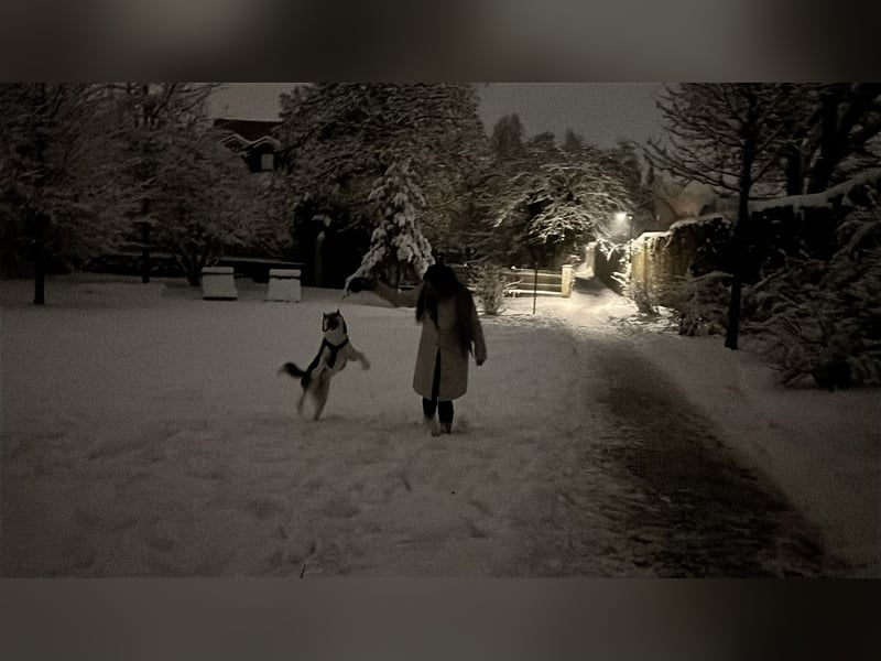 Sibirische Husky sucht Zuhause