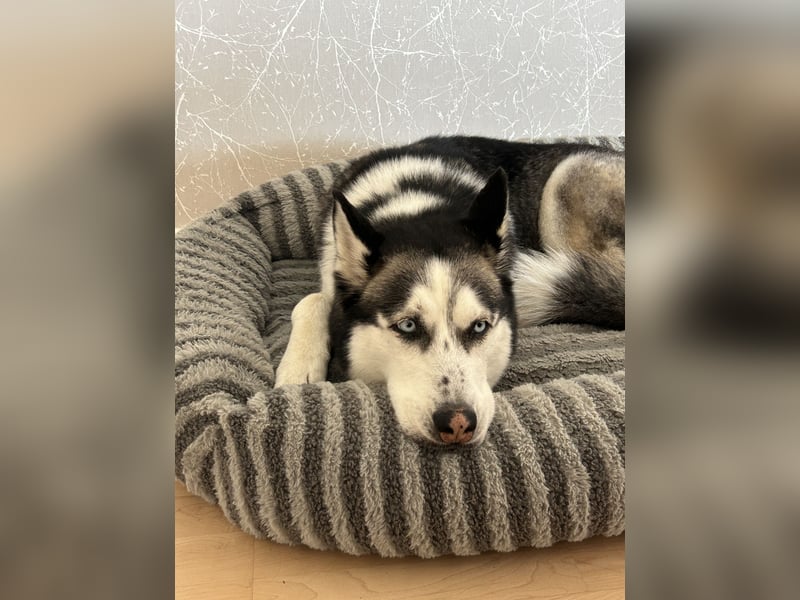 Sibirische Husky sucht Zuhause