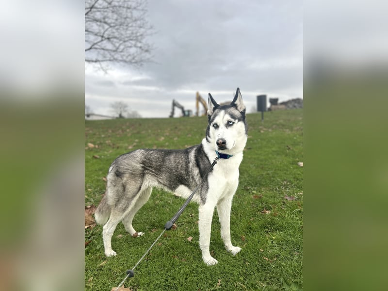 Sibirische Husky sucht Zuhause