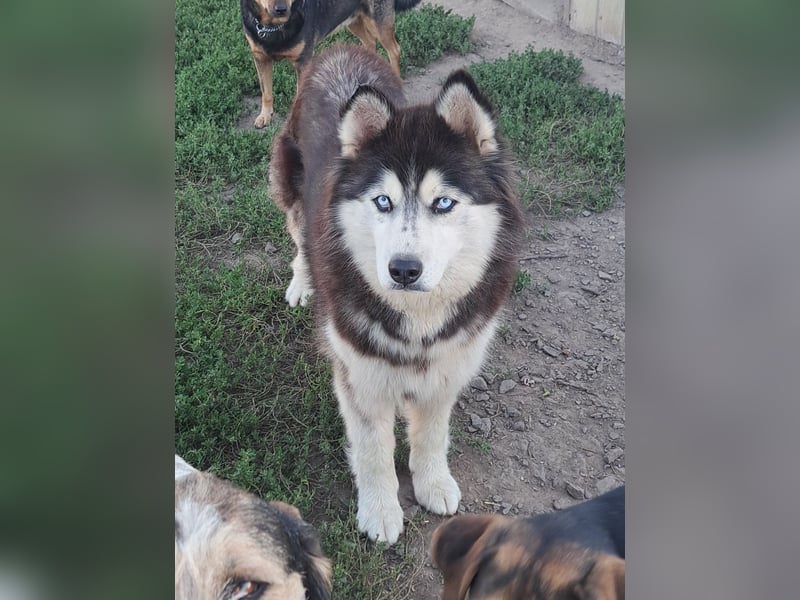 Kiara ( * 10 / 2022 ) sucht ihre Menschen