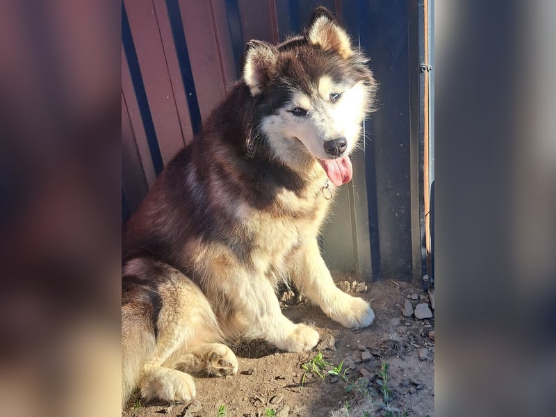 Kiara ( * 10 / 2022 ) sucht ihre Menschen