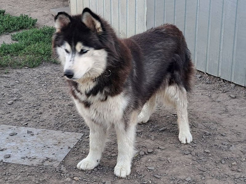 Kiara ( * 10 / 2022 ) sucht ihre Menschen