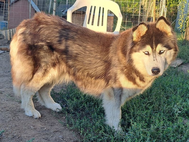 Kiara ( * 10 / 2022 ) sucht ihre Menschen