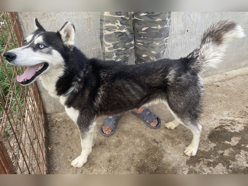 Zucco - schlau und lernwillig