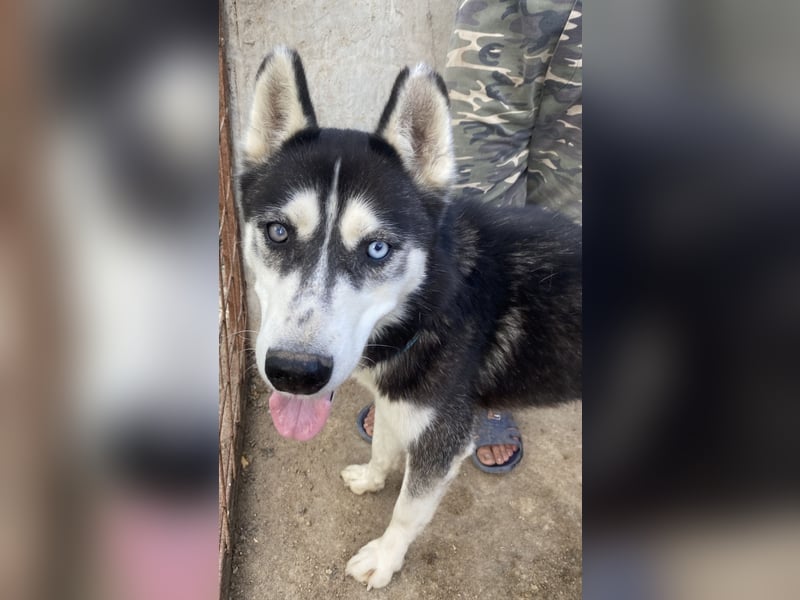 Zucco - schlau und lernwillig