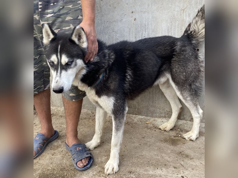 Zucco - schlau und lernwillig