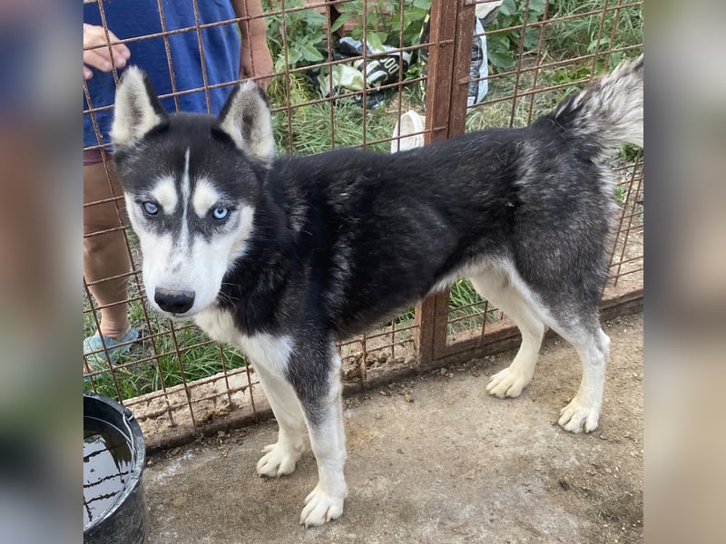 Zucco - schlau und lernwillig