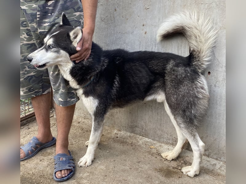 Zucco - schlau und lernwillig